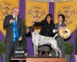 BIS, BISS GCh Shortales N Cahoots W Irondale, JH 