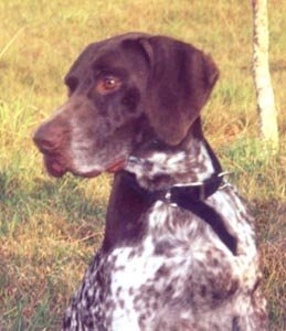 Apolo - o pai de Buddy