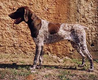 otelo.jpg (27479 bytes)