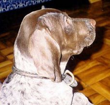 pagu-2meses-2.jpg (14832 bytes)