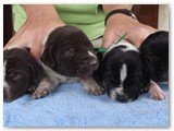 4 machos - fotos em 30 de abril - filhotes com 10 dias