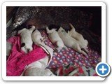 Fotos em 24/11 - filhotes com 7 dias