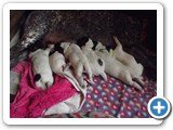 Fotos em 24/11 - filhotes com 7 dias