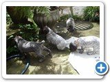Fotos em 14/12 - filhotes com 26 dias