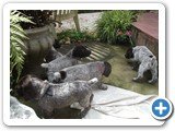 Fotos em 14/12 - filhotes com 26 dias