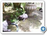 Fotos em 14/12 - filhotes com 26 dias