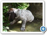 Fotos em 14/12 - filhotes com 26 dias