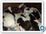 Fotos em 28/07 - filhotes com 7 dias