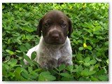 Talia 2012 do Balaco Braco
com 22 dias